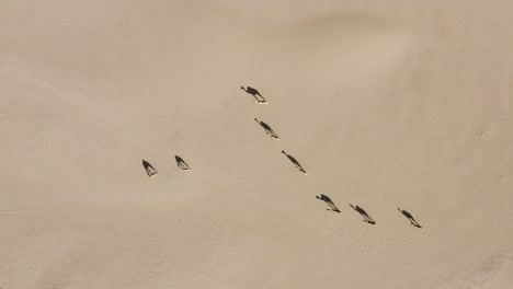 Luftdrohnenaufnahme-Einer-Kamelherde,-Die-Langsam-In-Der-Heißen,-Trockenen-Arabischen-Wüste-Läuft
