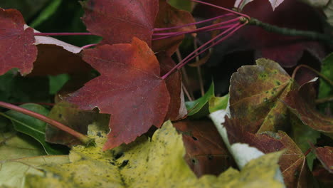 Closeup-Pfanne-Direkt-über-Rote,-Braune-Und-Gelbe-Blätter-Im-Herbst-In-Einem-Haufen-Zusammen