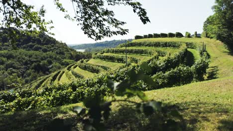 Traking-shot-with-change-of-focus-from-vineyard-leaves-to-an-Italian-hill-with-vineyard