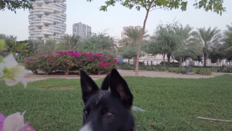 Cachorro-Husky-Mordiendo-Un-Palo-En-El-Parque