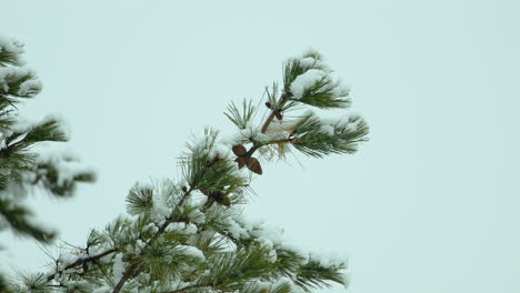 Snow-falling-lightly-on-and-around-beach-side,White-Pine-evergreen-trees,-during-a-winter-day-in-Maine