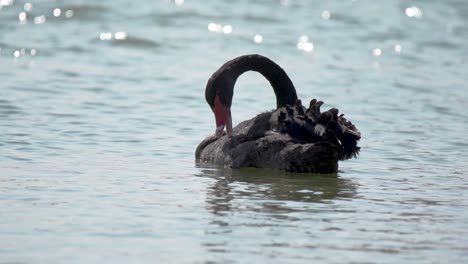 Black-Swan-cleaning-itself-on-the-on-a-desert-lake-at-Al-Quadra,-Dubai,-United-Arab-Emirates
