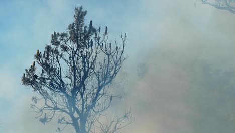 Thick-smoke-drifting-through-burnt-Australian-bush