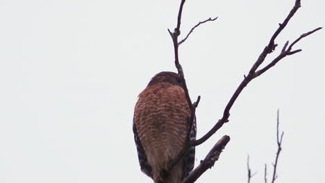 Red-shouldered-hawk-perched-on-a-large,-barren-branch-in-the-pouring-rain
