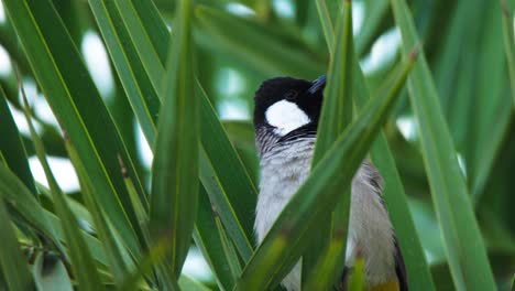 Close-up-shot-of-a-Common-Ring-Plover-between-the-tree-branches
