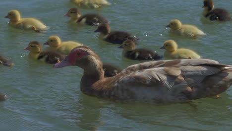 Mom-duck-guides-baby-chicks-in-water