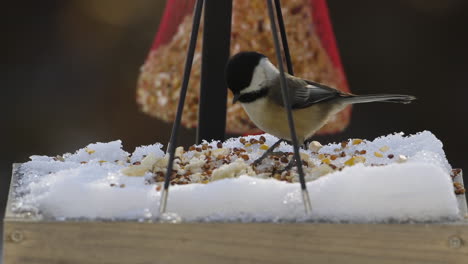 A-Black-capped-chickadee-eating-at-a-snowy-bird-feeder-tray-during-Winter-in-Maine