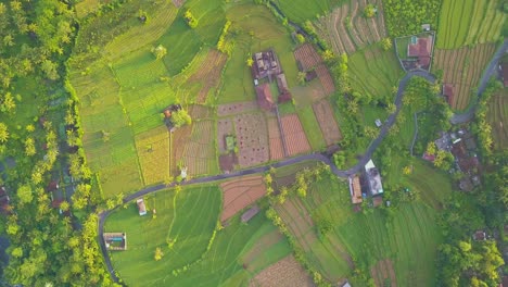 road-in-indonesian-village-in-between-lush-green-rice-fields,-brown-rooftops-of-local-temples-and-houses-visible