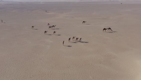 Toma-Aérea-De-Un-Rebaño-De-Camellos-Caminando-Lentamente-En-El-Desierto-árabe-Seco-Y-Caliente