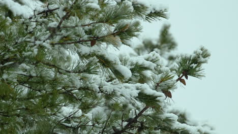 Schnee-Fällt-An-Einem-Wintertag-In-Maine-Auf-Und-Um-Die-Immergrünen-Weißkiefern-Am-Strand