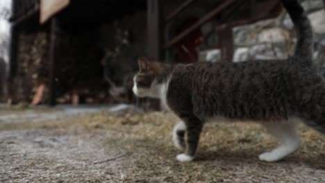 Domestic-cat-walking-slowly-on-frozen-ground-looking-for-food-in-front-of-old-stone-house,-following-shot