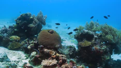 Philippinen-Korallenriff-Im-Meeresboden