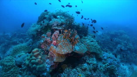 Arrecife-De-Coral-Gigante-En-Aguas-Poco-Profundas-Bajo-El-Agua,-Plano-Medio