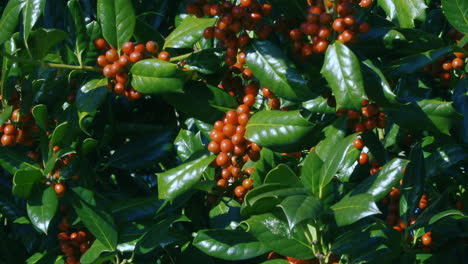 Red-berries-growing-on-an-evergreen,-Cotoneaster-shrub-in-the-Winter