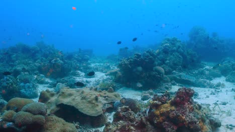 Ocean-floor-full-of-life-in-a-healthy-coral-reef-system