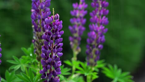 Flores-De-Color-Púrpura-Lupino-Absorbiendo-La-Lluvia-Con-Fondo-Verde