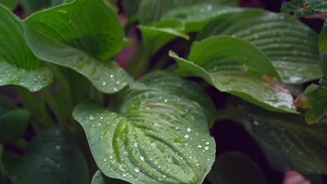 Regentropfen-Auf-Pflanzengrünen-Blättern,-Die-Sanft-Im-Wind-Wehen