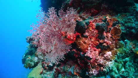 Wide-mesh-sea-fan-in-coral-reef-in-Philippines,-close-up-shot