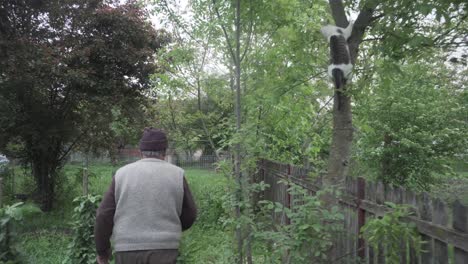 Walking-back-shot-of-an-old-man-in-his-garden-and-his-cat-jumping-on-the-tree