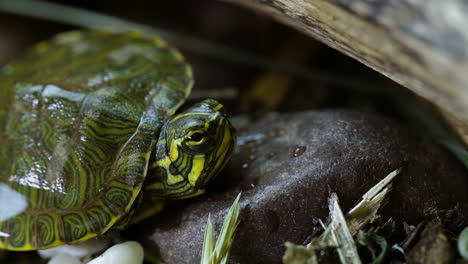 Junge-Gelbbauch-Schmuckschildkröte,-Die-Sich-Im-Frühling-In-Der-Nähe-Eines-Gartens-Umsieht