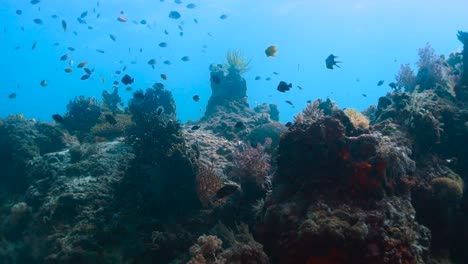 Looking-up-shot-to-huge-coral-reef-formation-with-surface-background