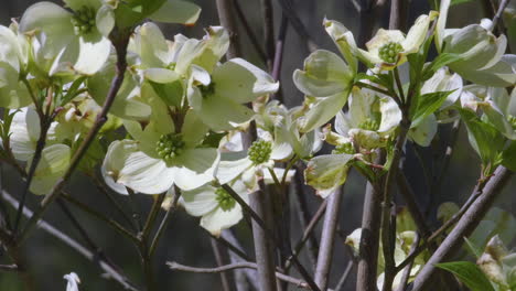 Flowering-Dogwood-tree-branches-beginning-to-blossom,-in-early-Spring
