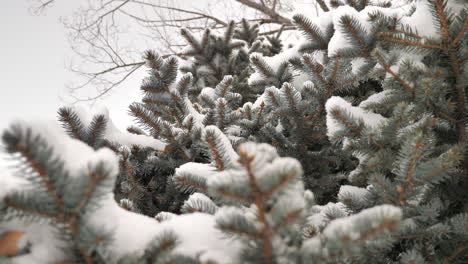 Looking-Up-at-Snow-Covered-Pine-Tree