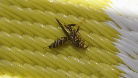 Poisoned-Yellowjacket-Wasp-dying-on-a-woven-rug