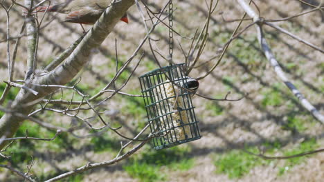 Female-Northern-Cardinal-and-a-Downy-Woodpecker-share-a-suet-bird-feeder-during-late-winter-in-South-Carolina