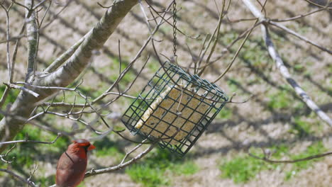 Male-Northern-Cardinal-checking-out-a-suet-bird-feeder-during-later-winter-in-South-Carolina
