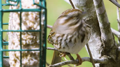 Song-sparrow-on-a-small-branch-next-to-a-hanging-suet-feeder-during-late-winter-in-South-Carolina