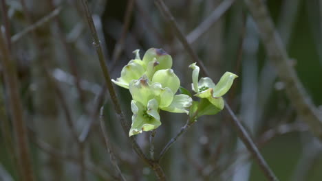 Medium-shot-of-Flowering-Dogwood-tree-blossoms