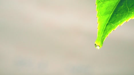 Close-up-of-water-drop-falling-from-green-leaf-with-reflecting-effect-on-blurry-copy-space,-nature-design-concept