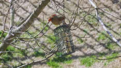 Female-Northern-Cardinal-eating-at-a-suet-bird-feeder-during-late-winter-in-South-Carolina