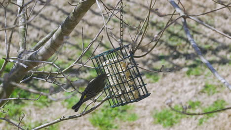 Carolina-Chickadee-at-a-suet-bird-feeder-during-late-winter-in-South-Carolina