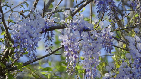 Wisteria-Blüten,-Die-Im-Zeitigen-Frühjahr-An-Zweigen-Hängen