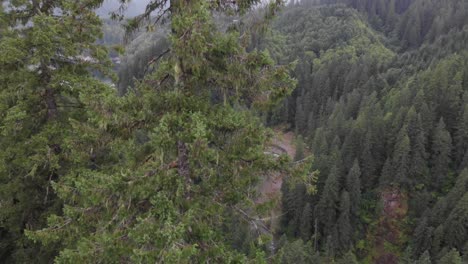Aerial-ascends-tree-to-reveal-Lewis-River-and-thick-green-forest-below