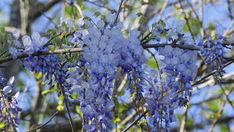 Wisteria-Blüten,-Die-Im-Zeitigen-Frühjahr-An-Zweigen-Hängen