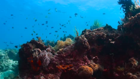 Schuss-Von-Einem-Massiven-Korallenriff-Mit-Vielen-Fischen-Und-Einer-Oberfläche-Als-Hintergrund