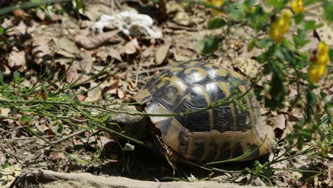 European-Turtle,-Emys-orbicularis-eating-plants-and-moving-slowly-on-forest-path-at-sunny-morning