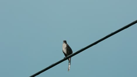 Pájaro-Posado-En-El-Cable-Telefónico
