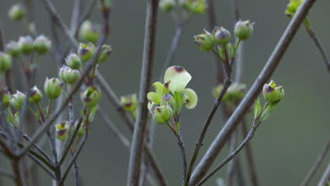 Knospen-An-Den-Zweigspitzen-Eines-Blühenden-Hartriegelbaums-Im-Zeitigen-Frühjahr