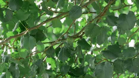 Close-up-of-leaves-on-a-branch