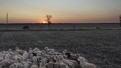 A-flock-of-sheep-run-away-from-a-drone-in-a-field-at-sunset