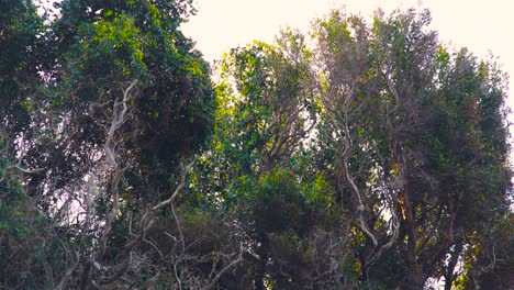 Cabo-Cuervo-Se-Para-En-Las-Ramas-De-Los-árboles-Y-Vuela-Desde-La-Cima-De-La-Colina-Con-Vista-Al-Mar-En-La-Costa-Mediterránea