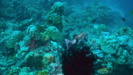 Weißer-Fisch-Mit-Schwarzen-Flecken-Schwimmt-Lässig-Durch-Exotisches-Tropisches-Korallenriff,-Unter-Wasser,-Philippinen