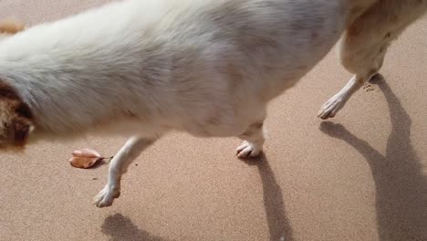 Ein-Indischer-Hund-Läuft-An-Einem-Einsamen-Strand-Entlang,-Während-Zwei-Menschen-In-Der-Ferne-Spazieren-Gehen