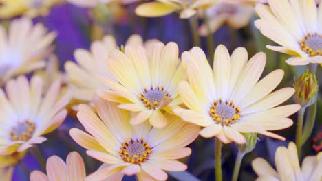 close-up-shot-of-colorful-daisy-flower-in-botanical-garden,-paston-color-daisy