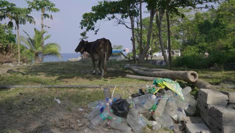 Eine-Kuh-Steht-Im-Schatten-Mit-Der-Andamanensee-Im-Hintergrund-Und-Kunststoff-Bereit-Für-Die-Recyclingsammlung-Im-Vordergrund