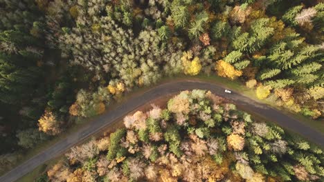 Aerial-view-of-a-car-driving-an-empty-road-trough-a-colorful-autumn-forest